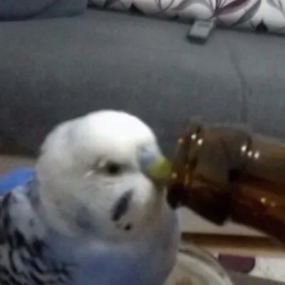 osmanemree - Anizm.TV